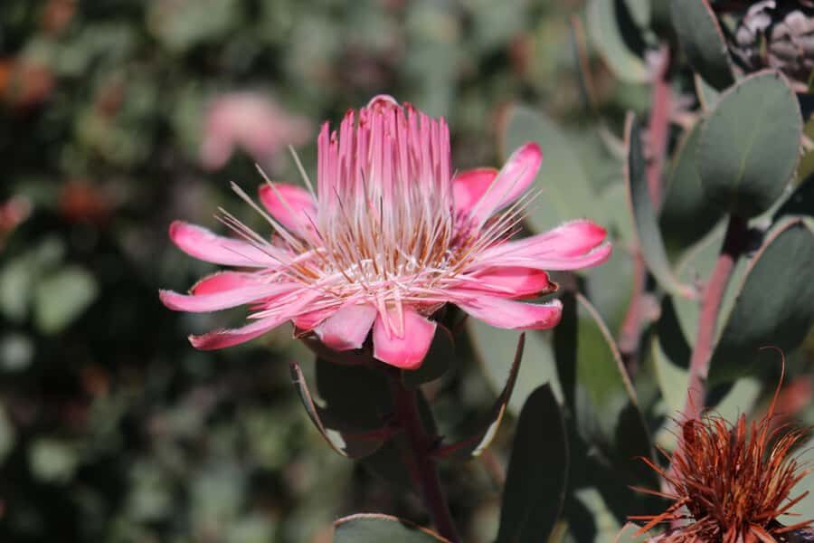 Oudtshoorn: Half-Day Swartberg Pass Private Guided Tour - Practical Tips So You Enjoy It More
