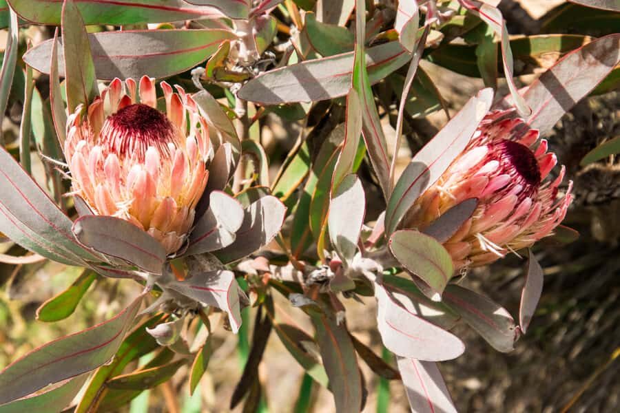 Oudtshoorn: Half-Day Swartberg Pass Private Guided Tour - From Oudtshoorn to the Swartberg Foothills: Why This Route Feels Efficient