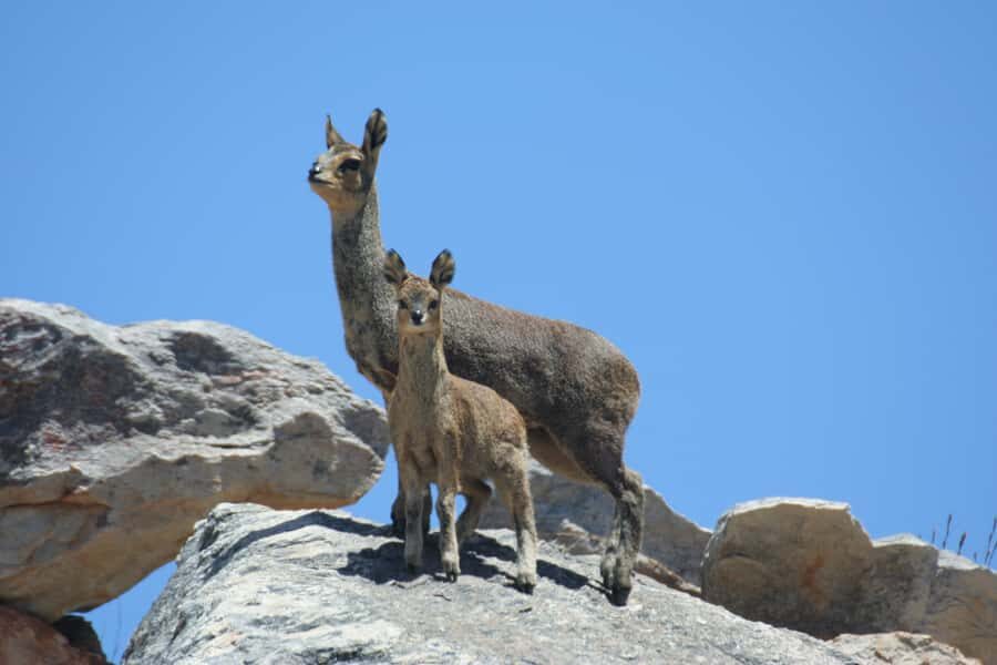 Oudtshoorn: Half-Day Swartberg Pass Private Guided Tour - Reaching Die Top: Panoramic Views Over Klein and Great Karoo