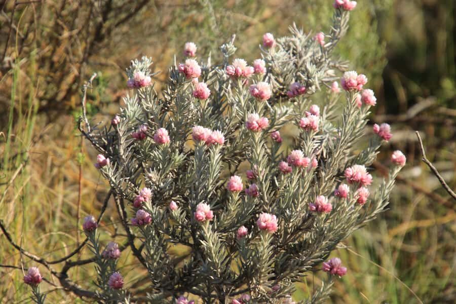 Oudtshoorn: Half-Day Swartberg Pass Private Guided Tour - Sandstone and Fynbos: How This Tour Makes the Geology Click