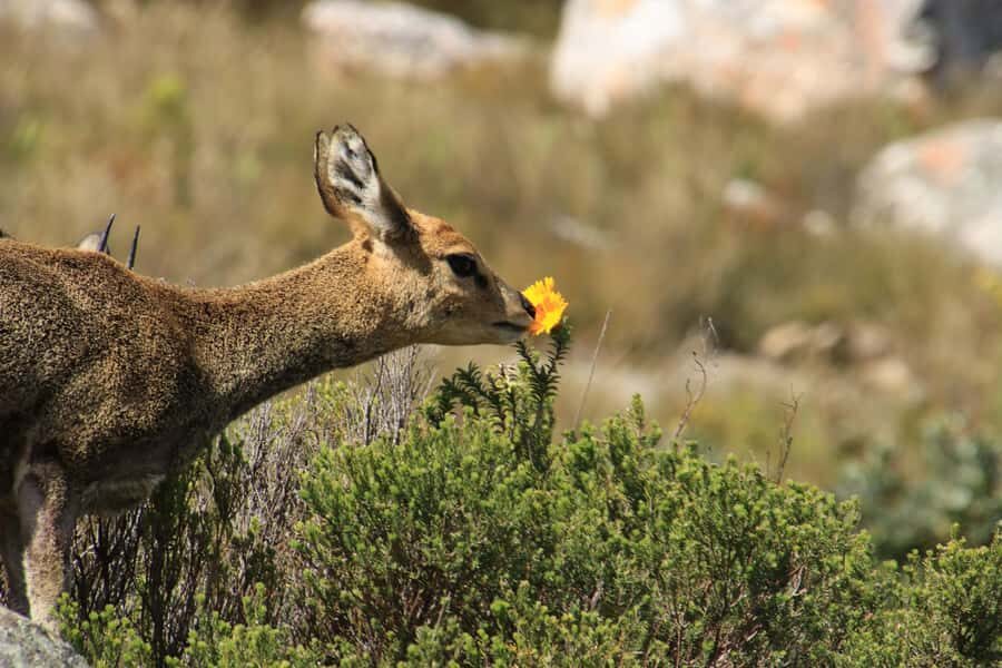Oudtshoorn: Half-Day Swartberg Pass Private Guided Tour - The Private Drive and Eco-Guide Rhythm (English or Afrikaans)