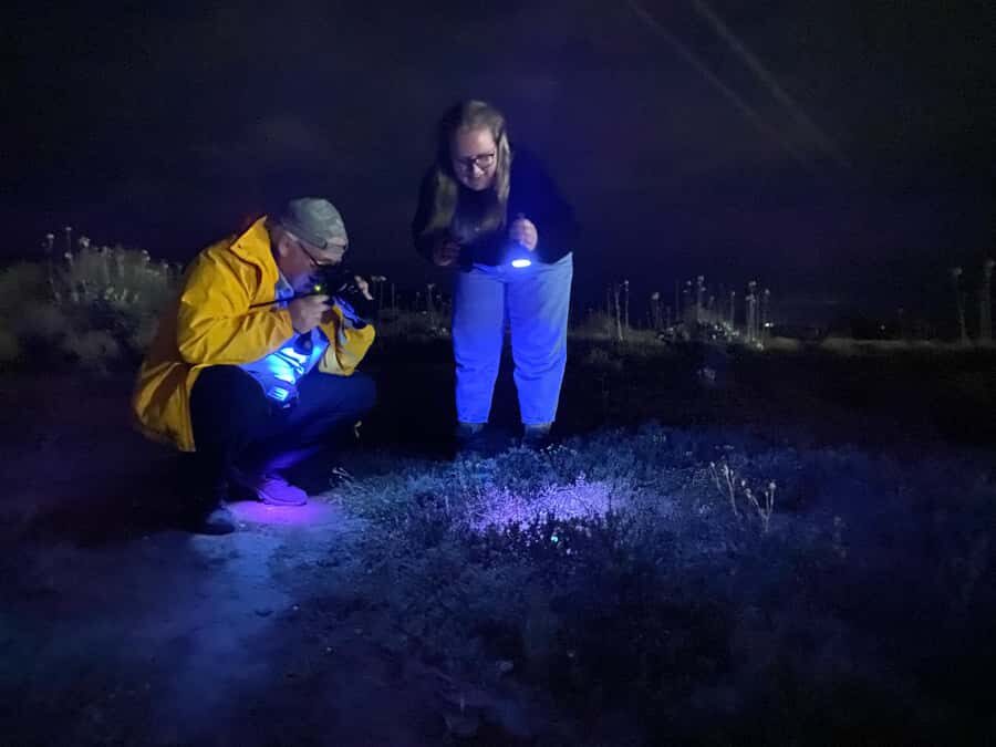 Oudtshoorn: Night Time Nature Walk - Key highlights to know before you go