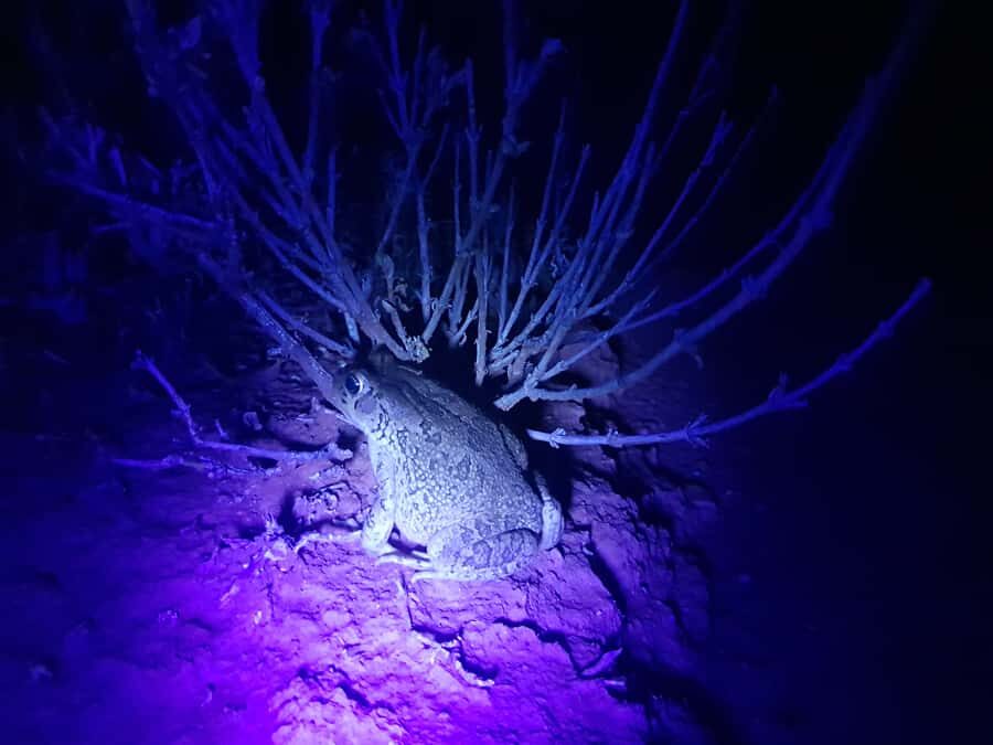 Oudtshoorn: Night Time Nature Walk - Oudtshoorn after dark: what this UV torch walk really feels like