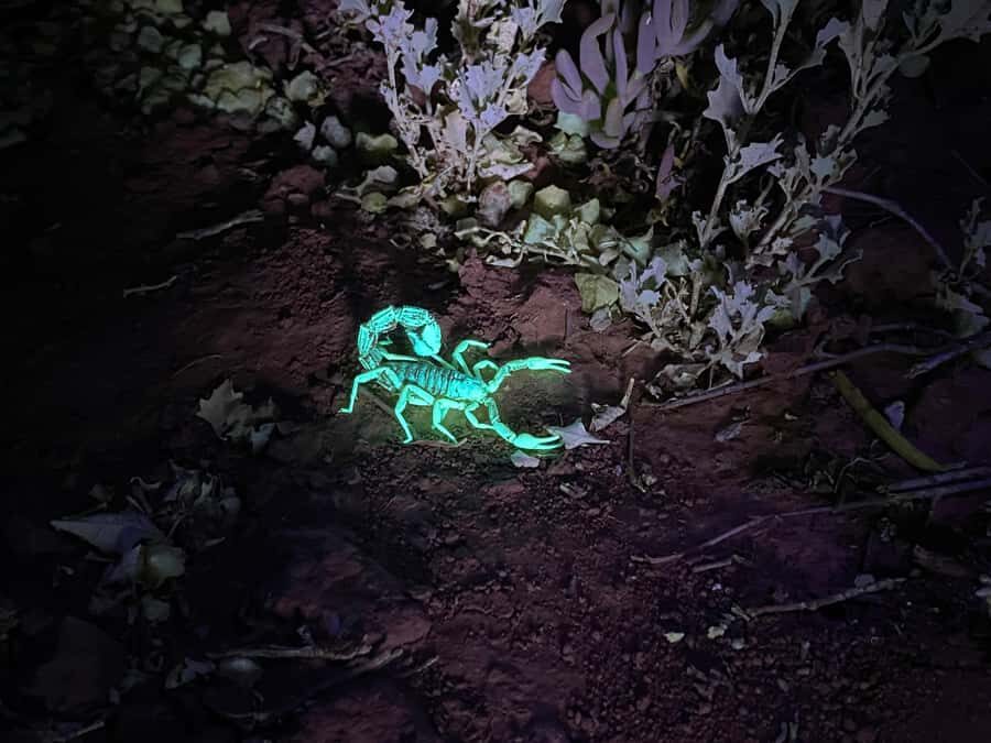 Oudtshoorn: Night Time Nature Walk - Your 90 minutes in the Klein Karoo veld: the simple itinerary