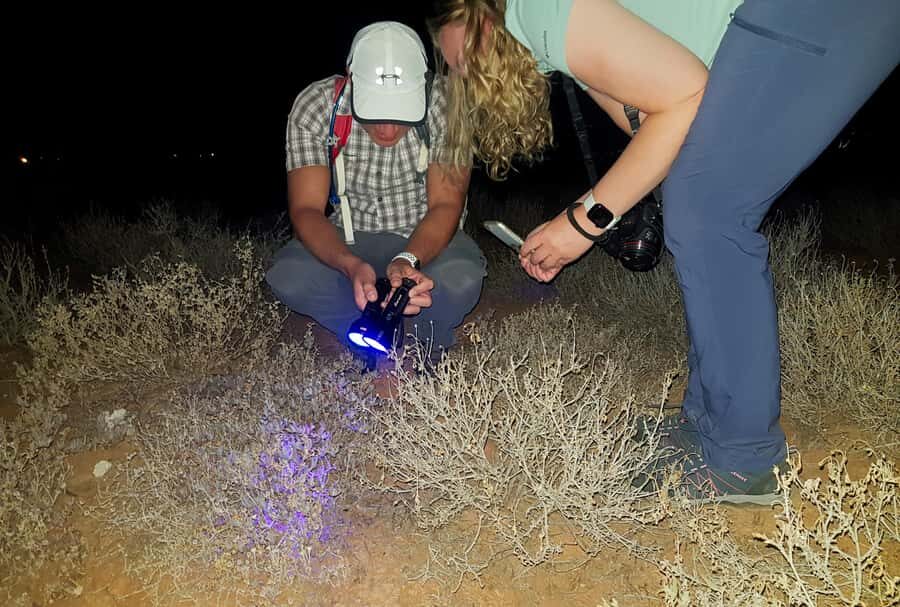 Oudtshoorn: Night Time Nature Walk - What you might see at night: scorpions, beetles, and variable seasons