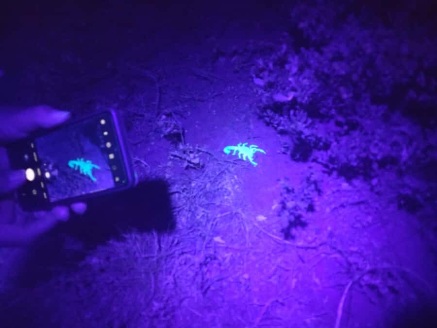 Oudtshoorn: Night Time Nature Walk - Where the night walk starts near Oudtshoorn’s gravel-road meeting spot