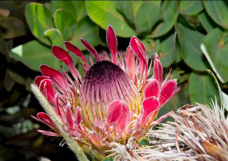 Oudtshoorn: Swartberg Mountain Pass Tour with Country Lunch - The guided tour rhythm: from pass viewpoints to a reserve hike