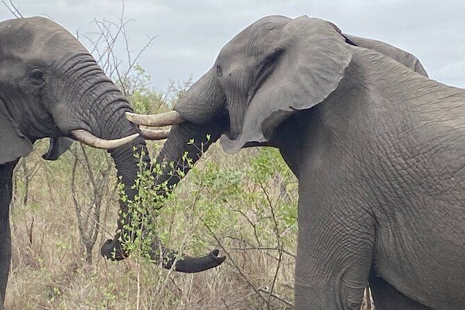 Overnight Kruger National Park Classic Camping Safari - Sleeping in a Classic Tent: Comfort Level and What to Expect