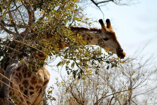 Overnight Kruger National Park Classic Camping Safari - Big Five Chances vs. the Reality of Wildlife Luck