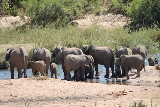 Overnight Kruger National Park Classic Camping Safari - Price and Value: Is $216.44 a Good Deal for 2 Days in Kruger?