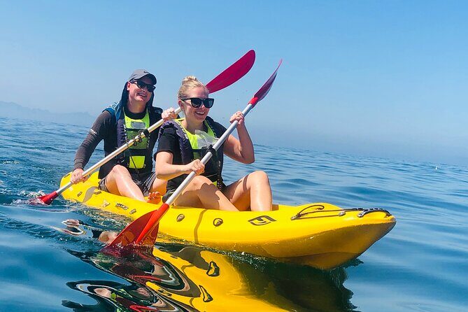 Paddle with the Penguins - What the 2-Hour Paddle Actually Looks Like