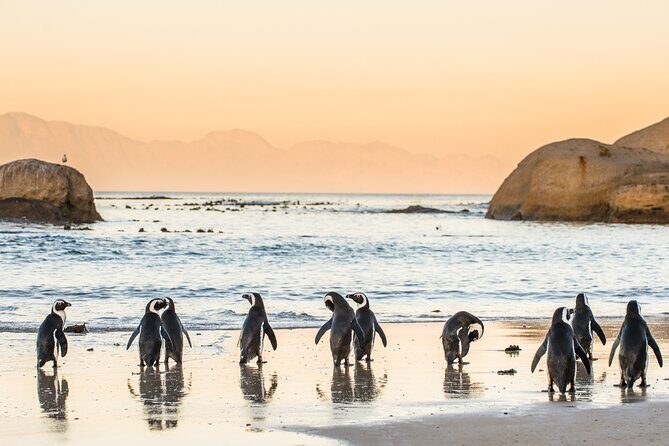 Penguin Encounter Boulders Beach Half Tour Day from Cape Town - Guides make the difference: Isra, Yves, Chris, and Bizo in the mix