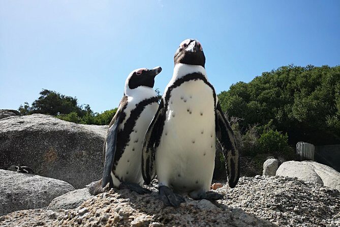Penguin Time! Private Peninsula Experience. - Cape of Good Hope: lighthouse views, animals, beaches, and an easy hike choice