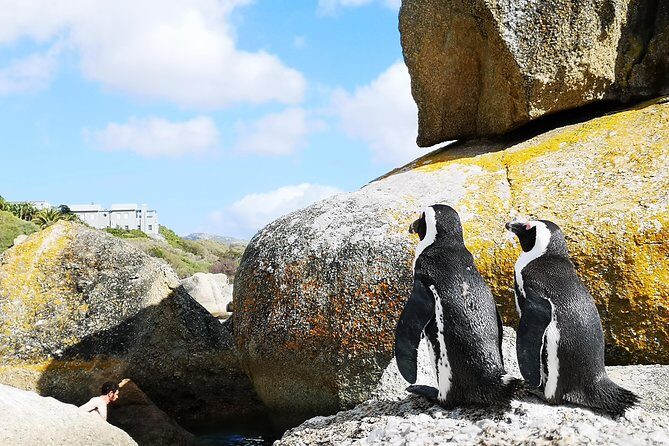 Penguin Time! Private Peninsula Experience. - Kirstenbosch Botanical Garden: a timed nature break that still feels meaningful