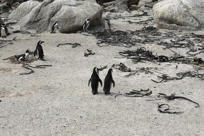 Penguin Time! Private Peninsula Experience. - Price and value: $257.47 per group up to 7 people