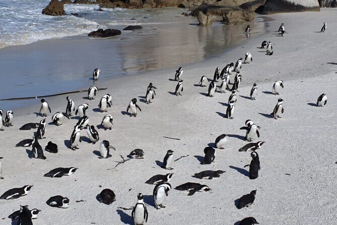 Penguin Watching & Beach Day at Boulder's Beach, Cape Town - Should you book Penguin Watching & Boulders Beach?