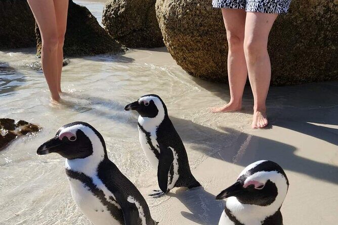 Penguin Watching & Beach Day at Boulder's Beach, Cape Town - Noordhoek Farm Village: a break with options