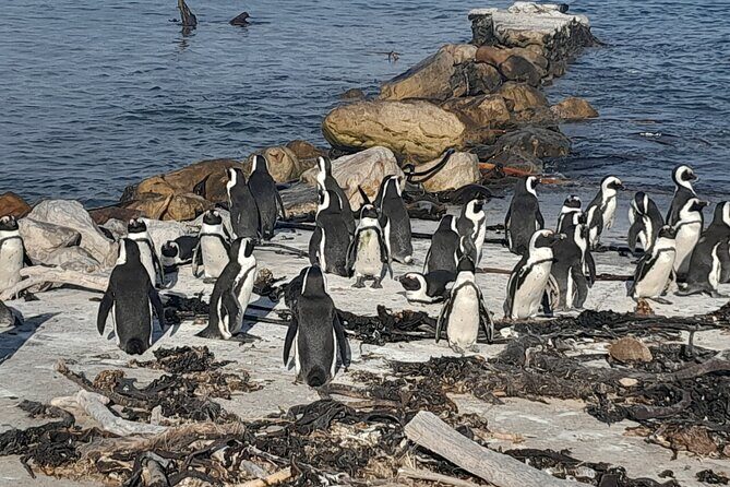 Penguins Boulders Beach and Cape Point Small Group Day Tour - Stop 5: Chapman’s Peak Drive for the Ocean View You Came For
