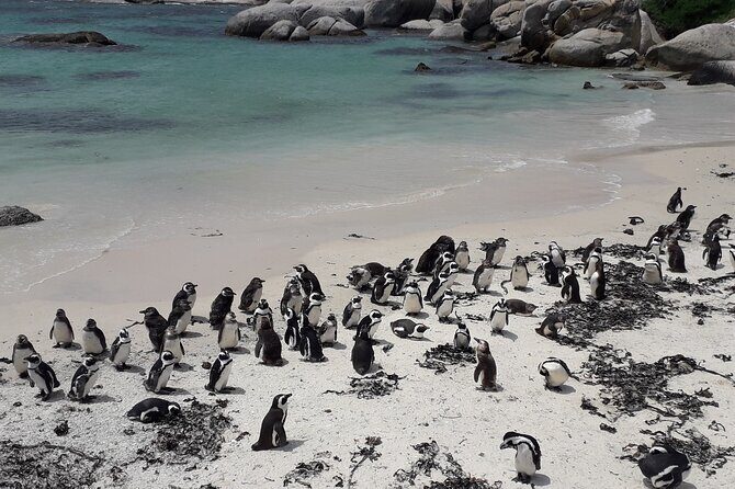 Penguins Cape of Good Hope, Cape Point Private Tour - Boulders Beach penguins: close-range boardwalk watching in Simon’s Town