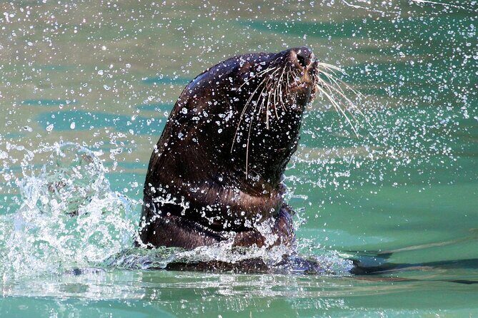 Penguins, Cape Point & Table Mountain. - Table Mountain first: pre-booked entry and sea-breeze views