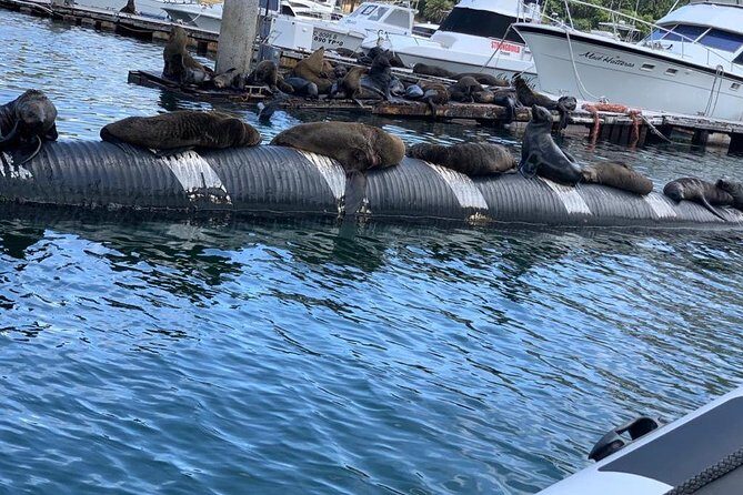 Penguins, Cape Point & Table Mountain. - Hout Bay harbor and the seal island idea