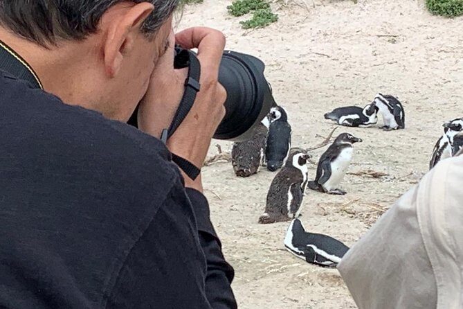 Penguins, Cape Point & Table Mountain. - Cape of Good Hope and Cape Point: fynbos, birds, and the lighthouse option