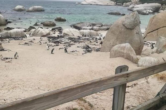 Penguins Viewing, Cape of Goodhope and Winelands Region - Time, Comfort, and the 8-Hour Reality