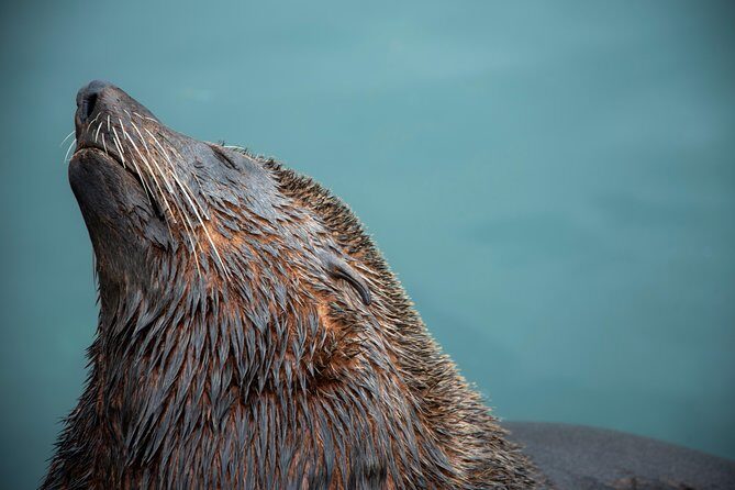 Peninsula Photography Tour - Boulders Beach Penguin Colony: photographing fast, curious animals