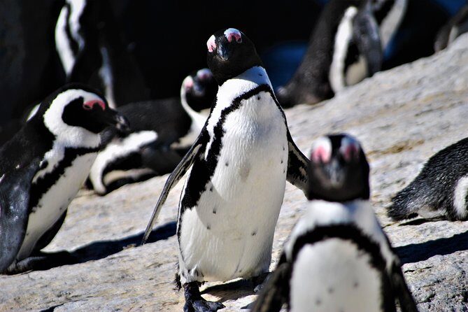 Peninsula Tour - Cape Point Nature Reserve: Cliffs, Beaches, and Big-Sky Views