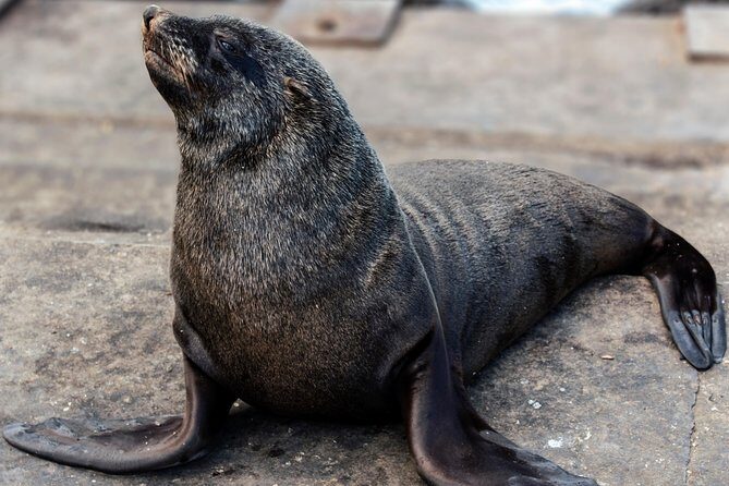 Peninsula Tour Cape Town - Hout Bay Harbour: fish market energy and the marine-life vibe