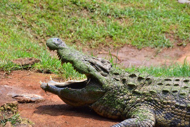 Phezulu Cultural Village & Reptile Park Day Tour from Durban - Durban to the Valley of 1000 Hills: how the timing really works