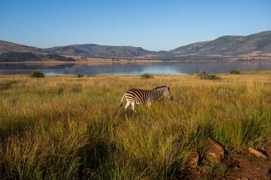 Pilanesberg: 2 Day 3-Star Pilanesberg Safari - Animals You’re Looking For: What to Expect on the Ground