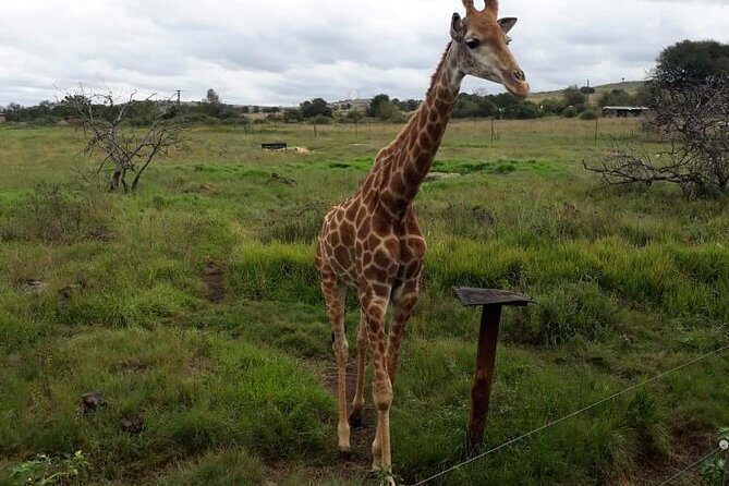 Pilanesberg and Sun City Tour - A long day that splits between safari and Sun City fun