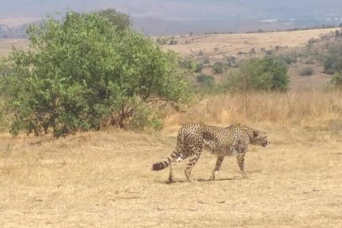 Pilanesberg and Sun City Tour - Pilanesberg National Park safari: Big Five chances and photo-friendly driving