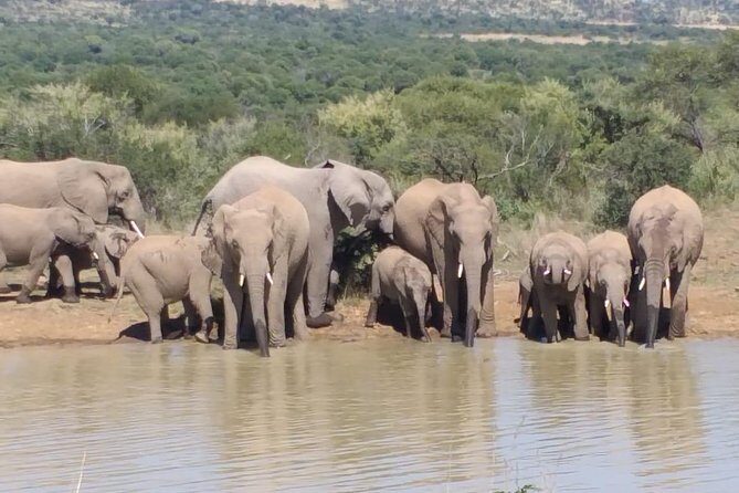 Pilanesberg and Sun City Tour - How the day feels in real life (and who it suits best)