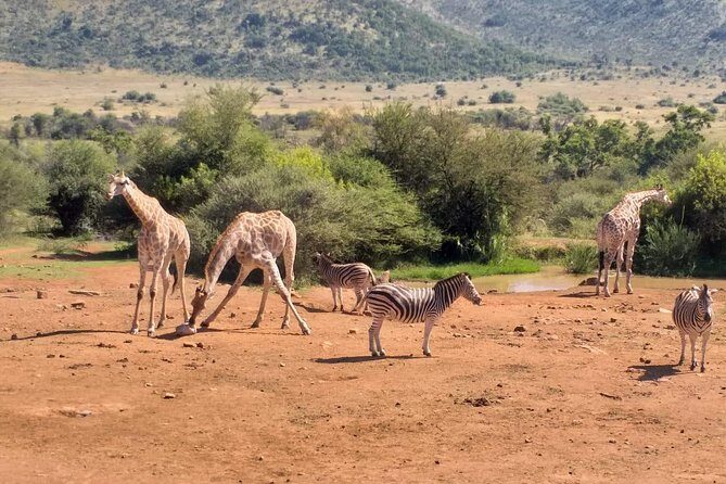 Pilanesberg and Sun City Tour - Food and drinks that keep the day smooth