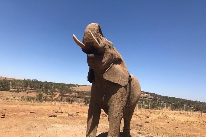 Pilanesberg camping Safari from Johannesburg - Camp Life: Meals, Firelight, and the Social Side of a Small Group