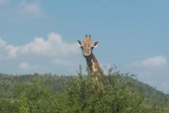 Pilanesberg camping Safari from Johannesburg - Guides and Wildlife Spotting: Where You Actually Benefit