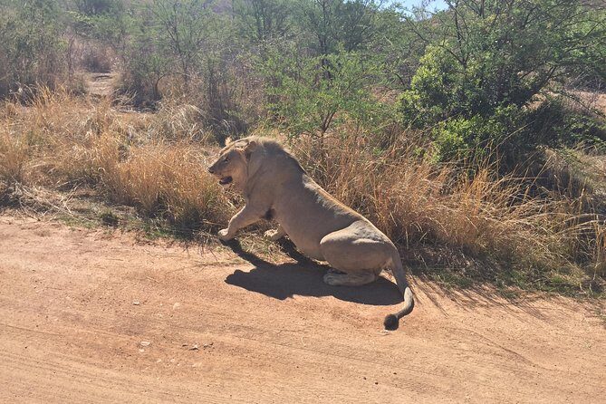 Pilanesberg camping Safari from Johannesburg - Price and Value: What You’re Really Paying For at $611.14