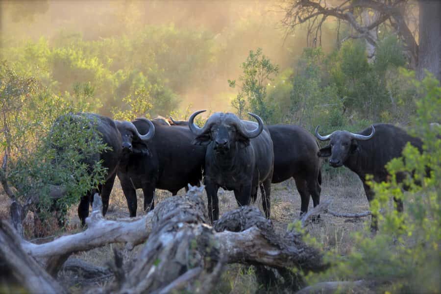 Pilanesberg: Full-Day Safari Adventure from Johannesburg - A Full-Day Safari from Johannesburg: What the Day Really Feels Like