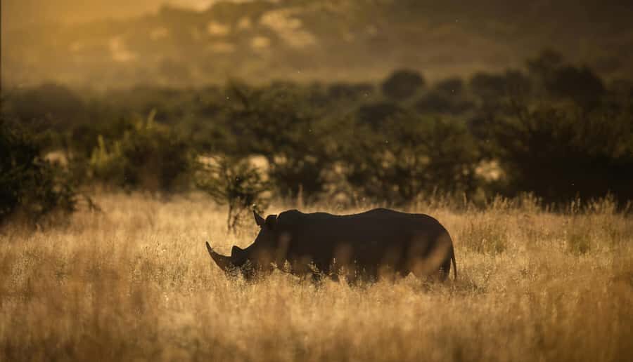 Pilanesberg: Full-Day Safari Adventure from Johannesburg - Lunch in the Bush: Food Break, Photo Break, and Planning Break