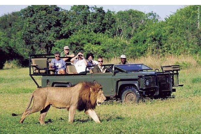 Pilanesberg full day safari private - Why a Private Pilanesberg Safari Beats the Minibus Routine
