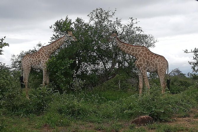 Pilanesberg full day safari private - Big Five Odds: How to Think About Wildlife Sightings