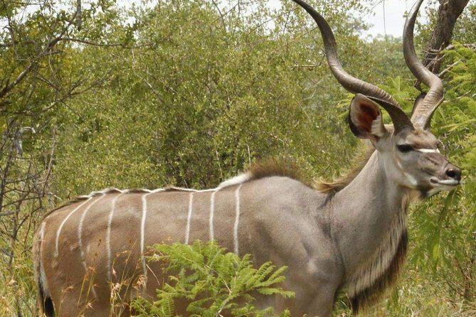 Pilanesberg full day safari private - Lunch, Water, and On-the-Road Comfort for an 8-Hour Day