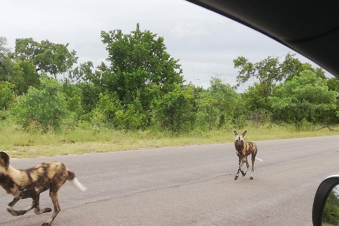 Pilanesberg full day safari private - Your Guide Matters: MK and the Way the Day Gets Explained