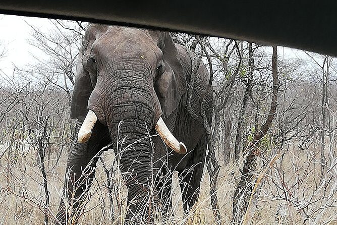 Pilanesberg full day safari private - Price and Value at $199.32 per Person