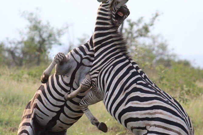 Pilanesberg full day safari private - Should You Book This Private Pilanesberg Safari?
