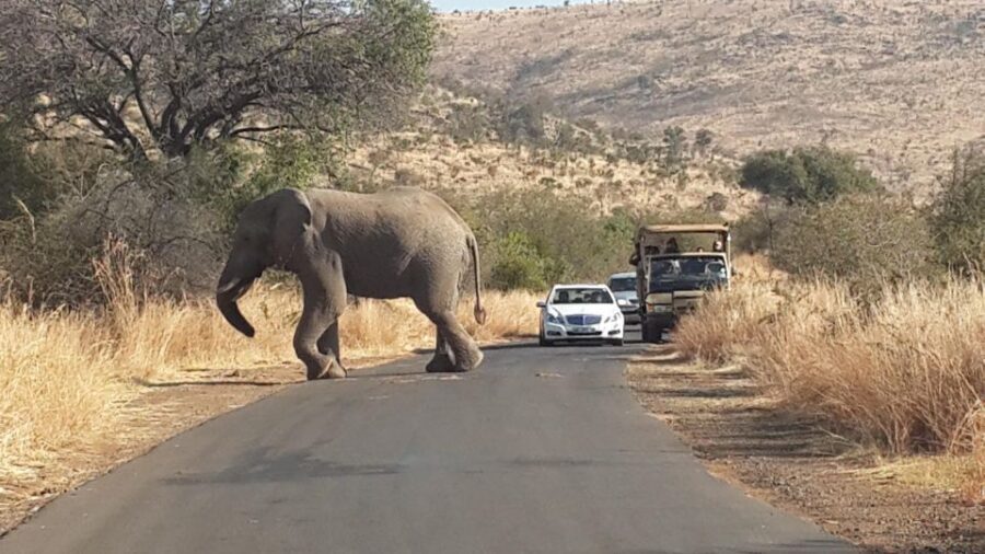 Pilanesberg Full-Day Shared Safari with Sun City Visit - Morning open-air 4x4 game drive: what you’ll actually focus on