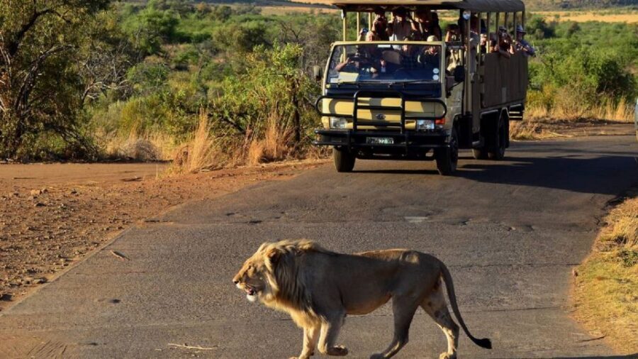Pilanesberg Full-Day Shared Safari with Sun City Visit - Pilanesberg’s volcanic setting: why the reserve feels special