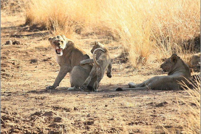 Pilanesberg Game Reserve 6 Hour Sunrise Safari from Johannesburg or Pretoria - Sunrise Pilanesberg: why this timing is the whole point